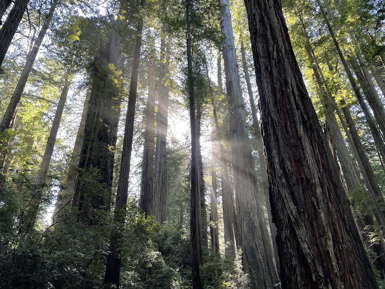歩かずに死ねるか アメリカ国立公園への旅 樹齢1500年以上の木々が広がる太古の森 レッドウッド国立州立公園 Outdoor Gearzine アウトドアギアジン