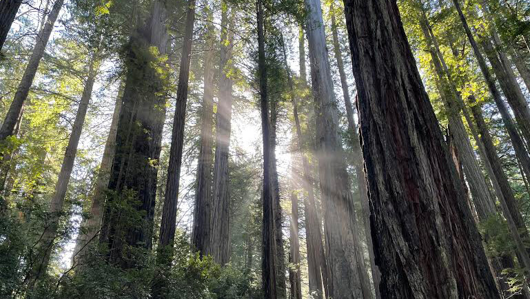 歩かずに死ねるか！アメリカ国立公園への旅（20）樹齢1500年以上の木々が広がる太古の森　レッドウッド国立州立公園